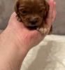 Photos supplémentaires: Chiots Cavapoo à vendre