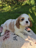 Photos supplémentaires: Chiots Cavalier King Charles Spaniel idéaux.