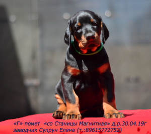 Photos supplémentaires: Dobermans-puppies, chenil "de Magnitnaya Stanitsa"