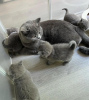 Photo №2 de l'annonce № 122945 de la vente british shorthair - acheter à USA annonce privée