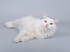 Photo №3. Le chat blanc comme neige Nikita est entre de bonnes mains.. Fédération de Russie