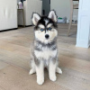 Photo №1. husky de sibérie - à vendre en ville de Sofia | négocié | Annonce №65614