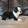 Photos supplémentaires: Chiots Boston Terrier à vendre