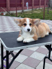 Photos supplémentaires: chiot corgi gallois pembroke