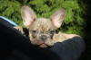 Photo №1. bouledogue - à vendre en ville de Belgrade | négocié | Annonce №38113