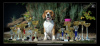 Photo №1. beagle - à vendre en ville de Penza | négocié | Annonce №13293
