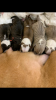 Photo №4. Je vais vendre american staffordshire terrier en ville de Tula. de la fourrière - prix - négocié