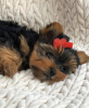 Photo №1. yorkshire terrier - à vendre en ville de Wrocław | négocié | Annonce №97394