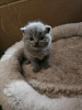 Photo №1. british shorthair - à vendre en ville de Duisburg | 350€ | Annonce № 103550