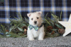 Photo №4. Je vais vendre west highland white terrier en ville de Berlin.  - prix - négocié