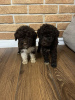 Photo №3. Chiots Lagotto Romagnolo. Serbie