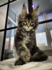 Photo №1. maine coon - à vendre en ville de Paderborn | 400€ | Annonce № 106954