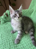 Photo №1. maine coon - à vendre en ville de Штутгарт | Gratuit | Annonce № 108000