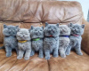 Photo №1. british shorthair - à vendre en ville de Leipzig | 350€ | Annonce № 126782