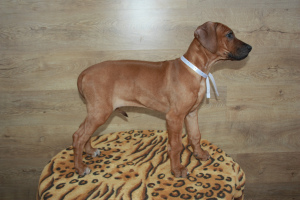 Photos supplémentaires: Chiots Rhodesian Ridgeback à la recherche de propriétaires