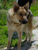 Photo №2 de l'annonce № 72142 de la vente chien bâtard - acheter à Fédération de Russie annonce privée