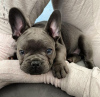 Photo №1. bouledogue - à vendre en ville de Düsseldorf | négocié | Annonce №113387