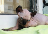 Photo №3. Chatons Sphynx canadiens, elfe. France