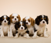 Photo №1. cavalier king charles spaniel - à vendre en ville de Stockholm | négocié | Annonce №96281