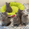 Photo №1. british shorthair - à vendre en ville de Prague | négocié | Annonce № 89446