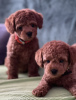 Photos supplémentaires: Chiots caniches miniatures