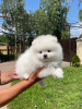 Photo №4. Je vais vendre spitz nain en ville de Гамбург. annonce privée - prix - 360€