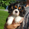 Photo №1. cavalier king charles spaniel - à vendre en ville de Katunayake | 800€ | Annonce №111733