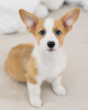 Photo №1. welsh corgi - à vendre en ville de Vantaa | 350€ | Annonce №121011