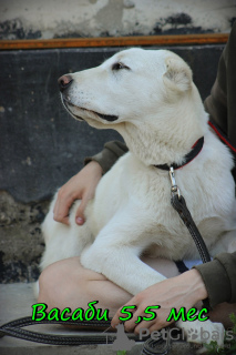 Photo №3. Chiot berger d'Asie centrale. Fédération de Russie