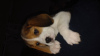 Photo №2 de l'annonce № 96088 de la vente beagle - acheter à Italie éleveur