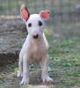 Photos supplémentaires: Chiots bull-terrier standards