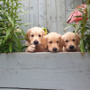 Photo №2 de l'annonce № 115948 de la vente golden retriever - acheter à Allemagne annonce privée