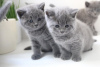 Photo №3. Chatons bleus British shorthair. Allemagne