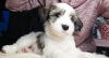 Photos supplémentaires: Chiots Terrier tibétain
