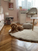 Photo №3. Goldendoodle F1. Serbie