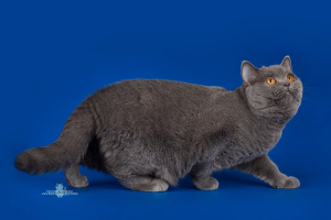 Photo №2 de l'annonce № 1717 de la vente british shorthair - acheter à Fédération de Russie de la fourrière