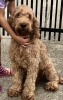 Photo №1. labradoodle - à vendre en ville de Kovilj | négocié | Annonce №105047