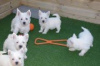 Photo №1. west highland white terrier - à vendre en ville de Никосия | négocié | Annonce №79581