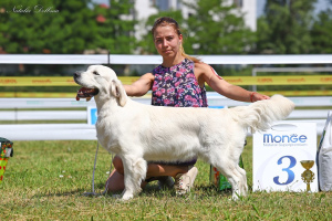 Photos supplémentaires: Chiots GOLDEN RETRIEVER