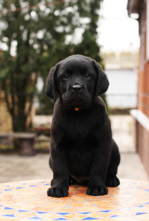Photo №3. Chiots Labrador de couleur noire et fauve.. Ukraine