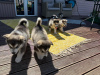 Photo №3. Chiots Malamute d'Alaska. Estonie