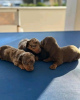 Photo №3. Adorables chiots teckel disponibles - Prêts pour leur foyer éternel !. Espagne