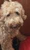 Photo №3. Chiots Goldendoodle miniatures. USA