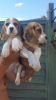 Photo №1. beagle - à vendre en ville de Marseille | négocié | Annonce №58285