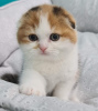 Photo №1. scottish fold - à vendre en ville de Leipzig | 300€ | Annonce № 12020