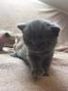 Photo №3. Chatons British Shorthair à vendre en Allemagne. Allemagne