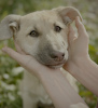 Photos supplémentaires: De merveilleux chiots entre de bonnes mains.