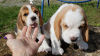 Photo №4. Je vais vendre beagle en ville de Würzburg.  - prix - 473€