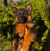 Photos supplémentaires: Entzückende deutsche Schäferhund-Welpen stehen zur Adoption zur Verfügung