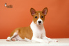 Photo №1. basenji - à vendre en ville de Bobruisk | négocié | Annonce №39988